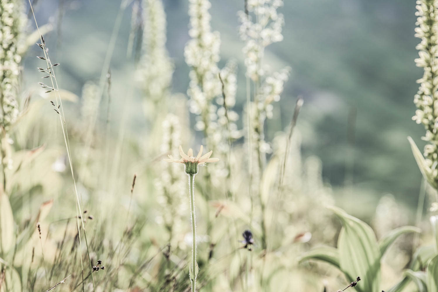 Blumen im Detail von Froschperspektive