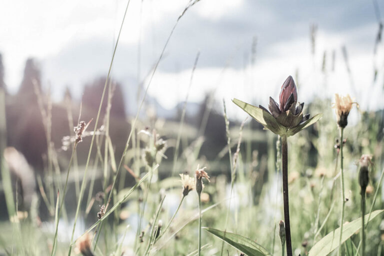 Blumenwiese als Hintergrund | Chalet mieten