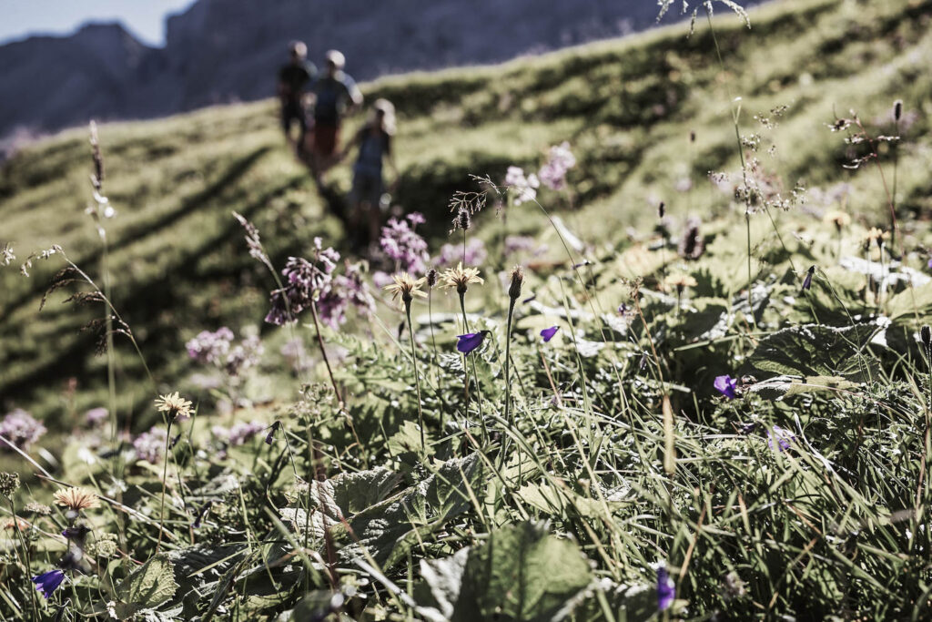 Wanderer im Hintergrund von Bergblumen