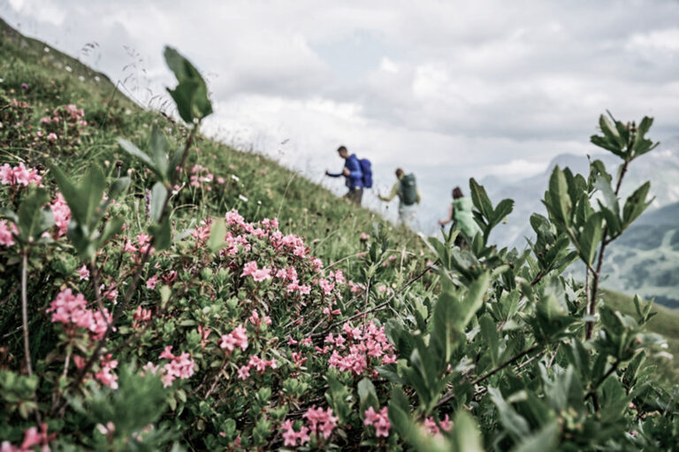 Alpenrosen im Vordergrund, Wanderer im Hintergrund | Wander im Bregenzerwald