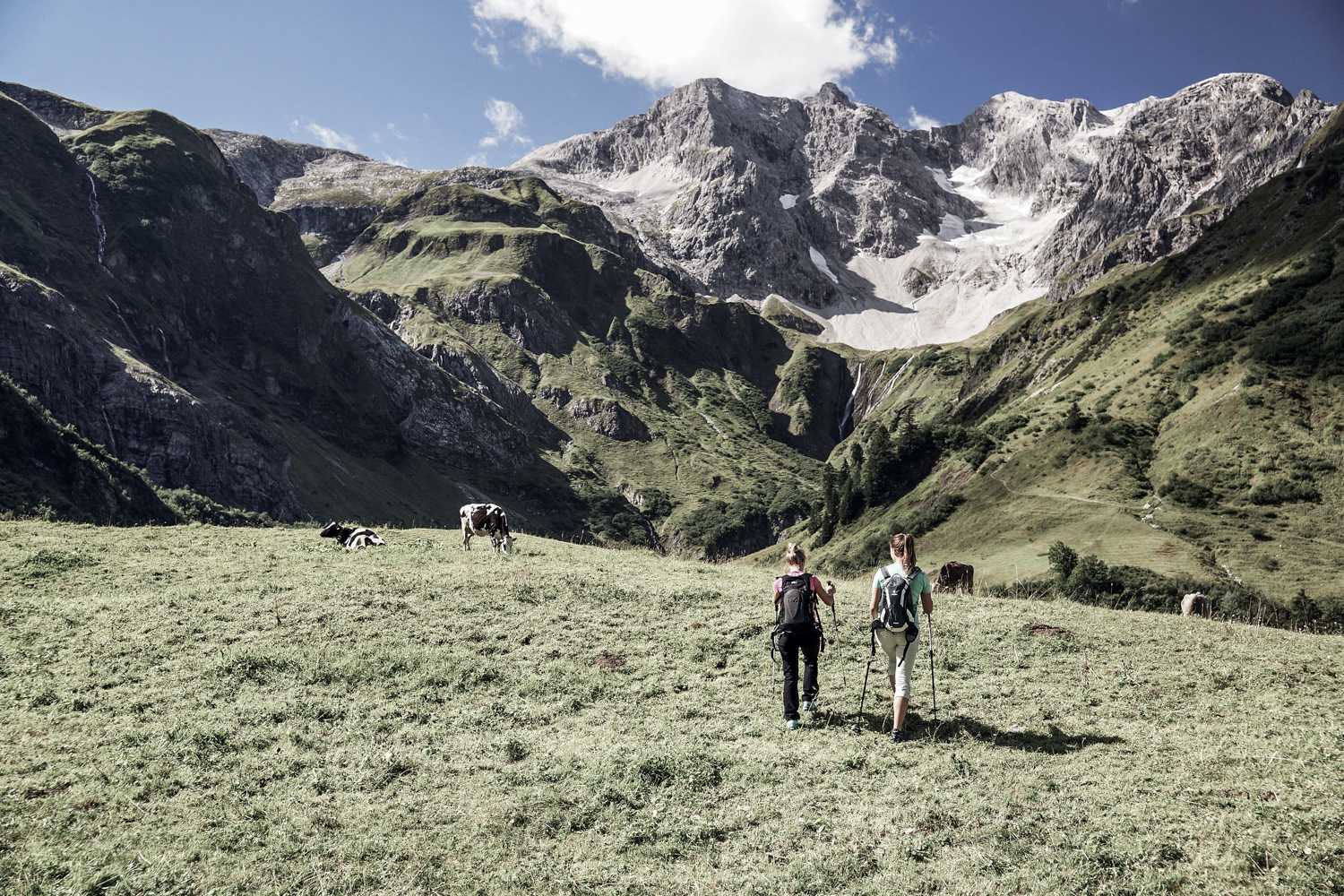 Wanderer auf Kuhweide | Sommerurlaub im Bregenzerwald