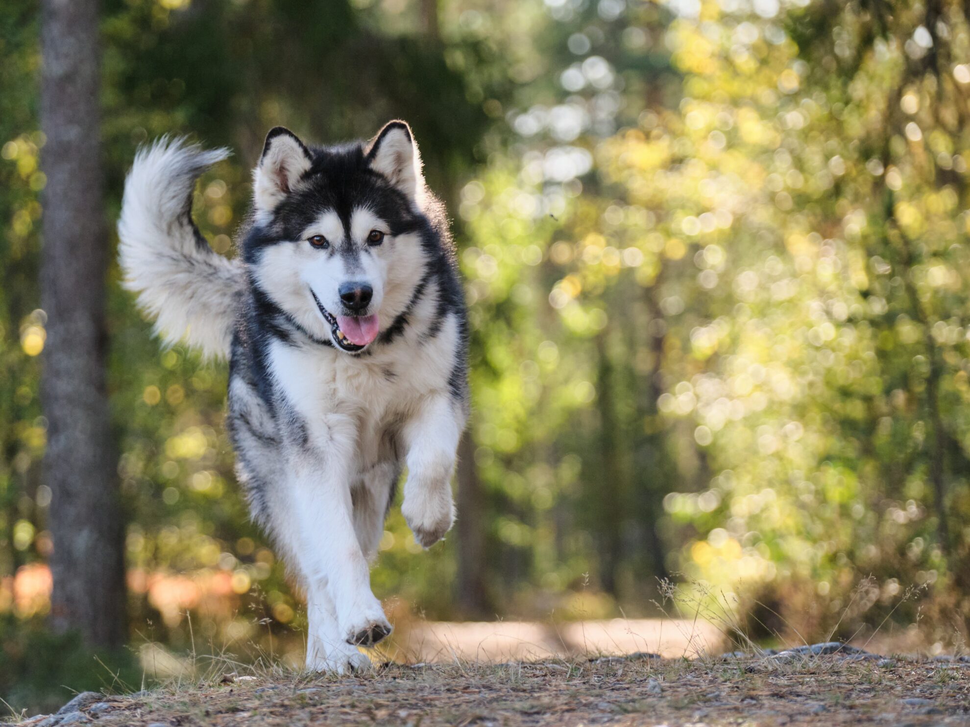 wandern mit Hund